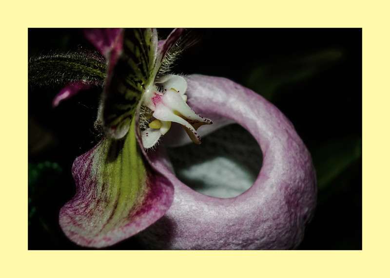 Slipper Orchid- 00